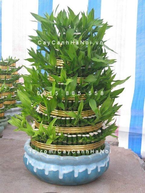 Cây phát lộc tầng 3
