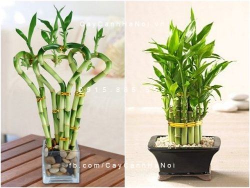 Cây phát lộc để bàn Cây phát lộc để bàn