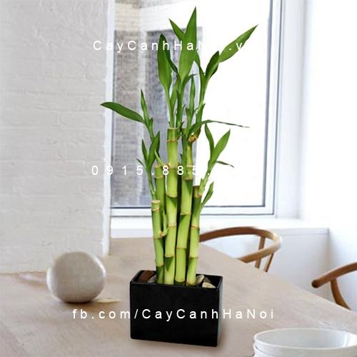 Cây phát lộc để bàn Cây phát lộc để bàn