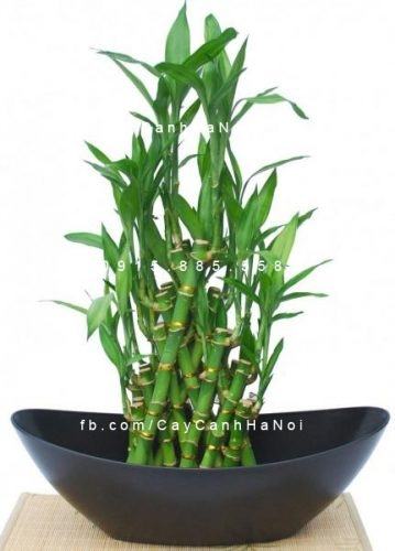 Cây phát lộc để bàn Cây phát lộc để bàn