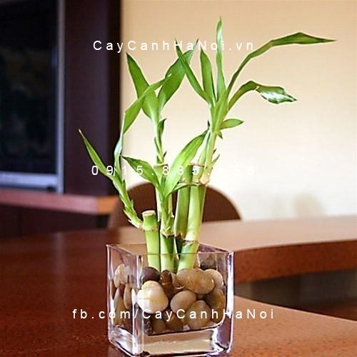 Cây phát lộc để bàn Cây phát lộc để bàn