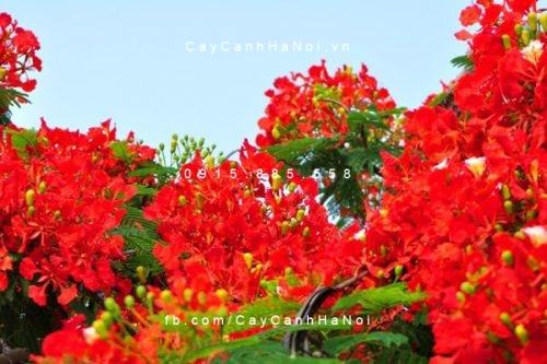 Cây phượng vĩ hoa đỏ Cây phượng vĩ hoa đỏ 2
