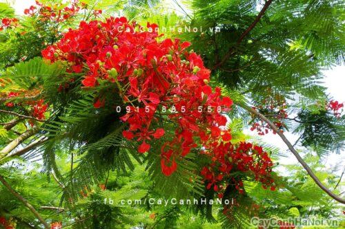 Cây phượng vĩ hoa đỏ Cây phượng vĩ hoa đỏ