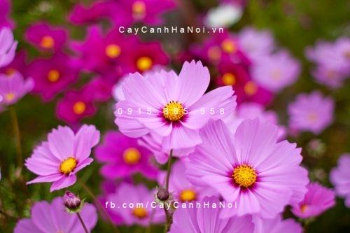 Cây sao nhái Cây sao nhái