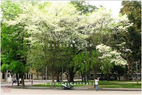 Cây sưa trắng Cây sưa trắng 1