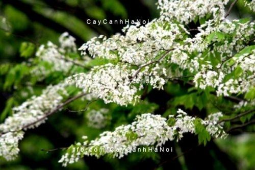 Cây sưa trắng Cây sưa trắng 3
