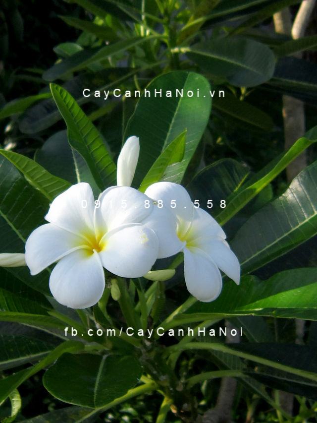 Cây sứ đại lá nhọn Cây sứ đại lá nhọn