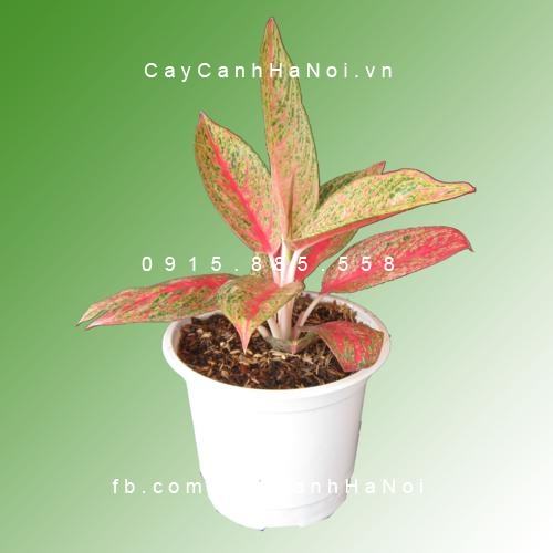 Cây thịnh vượng Cây thịnh vượng 1