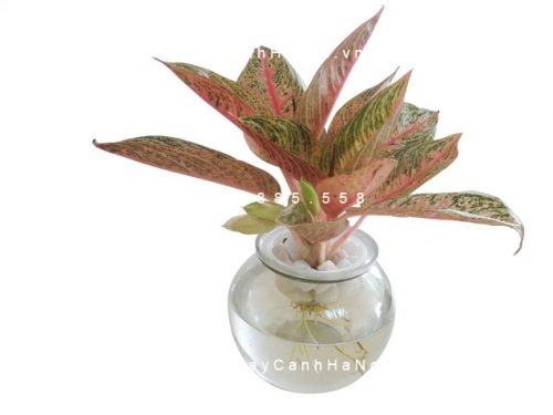 Cây thịnh vượng Cây thịnh vượng