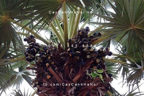 Cây thốt nốt ngoại thất Cây thốt nốt ngoại thất 2