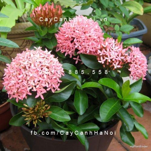 Cây trang thái hồng phấn Cây trang thái hồng phấn 2