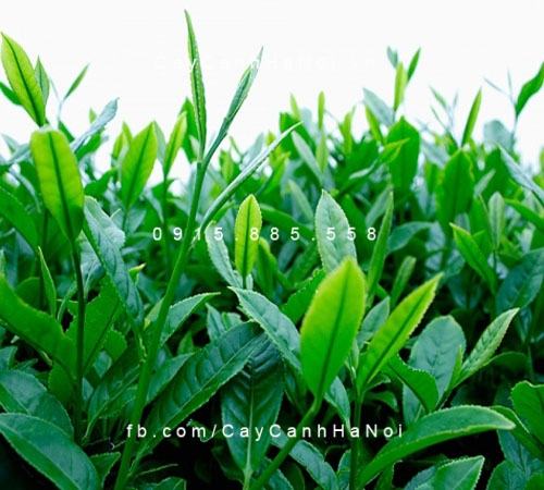 Cây trà xanh Cây trà xanh 1