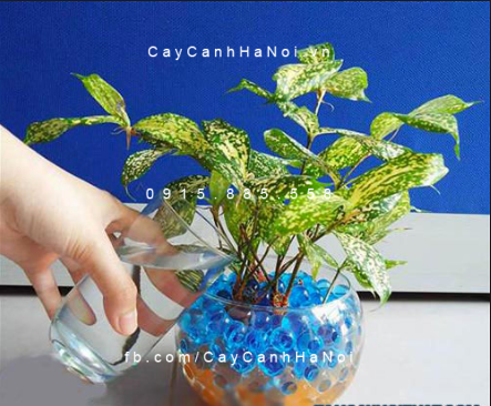 Cây trúc nhật để bàn Cây trúc nhật để bàn