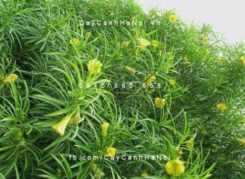 Cây trúc đào hoa vàng Cây trúc đào hoa vàng 3