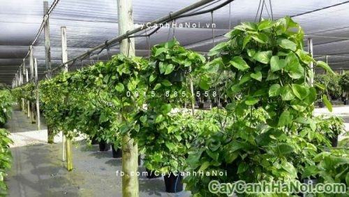 Cây trầu bà chậu treo Cây trầu bà chậu treo 1