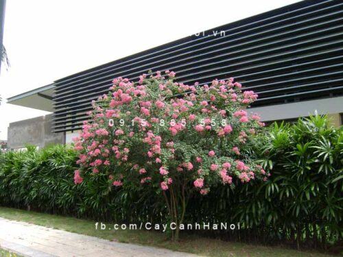Cây tường vi 1