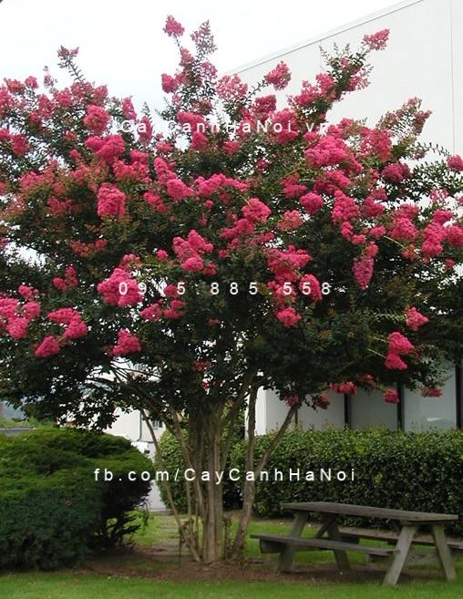 Cây tường vi 3