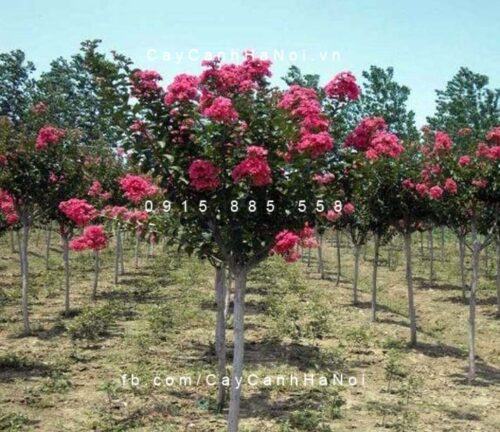 Cây tường vy Cây tường vy 1