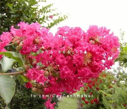 Cây tường vy Cây tường vy