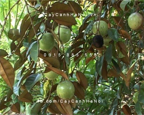 Cây vú sữa Cây vú sữa 1