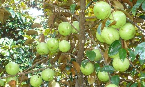 Cây vú sữa Cây vú sữa