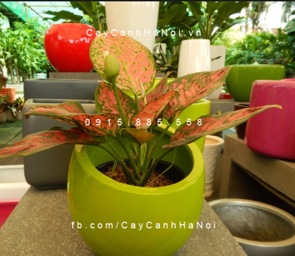 Cây vạn lộc để bàn