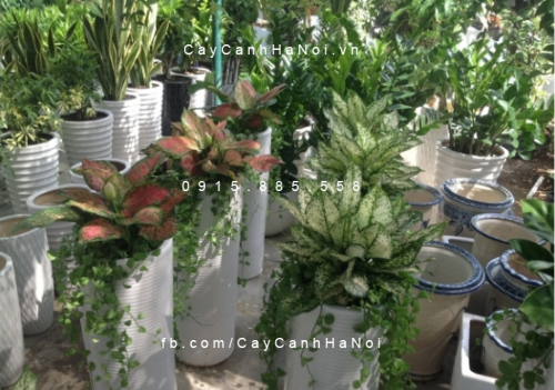 Cây vạn lộc để bàn
