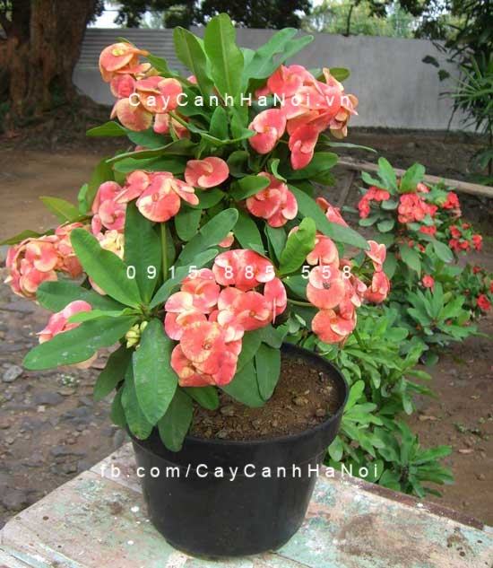 Cây xương rồng bát tiên đỏ Cây xương rồng bát tiên đỏ 1