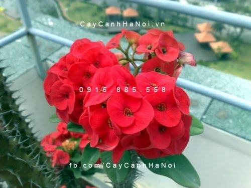 Cây xương rồng bát tiên đỏ Cây xương rồng bát tiên đỏ