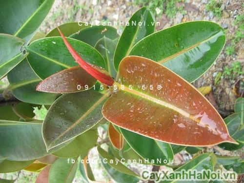 Cây đa búp đỏ Cây đa búp đỏ 1