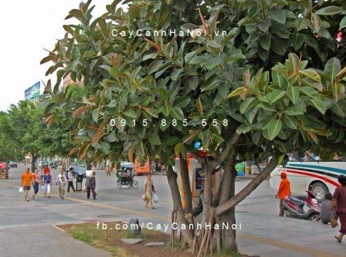 Cây đa búp đỏ Cây đa búp đỏ