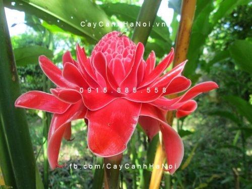 Cây đa lộc Cây đa lộc