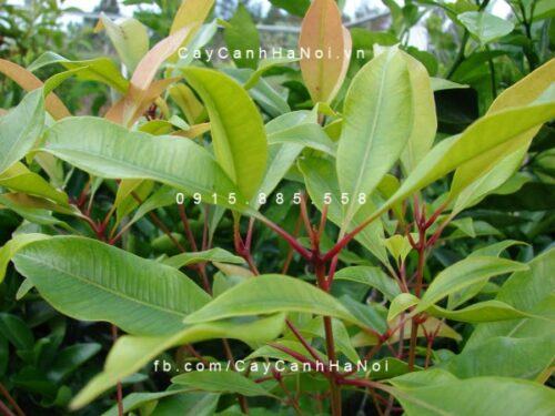 Cây đinh hương Cây đinh hương 1