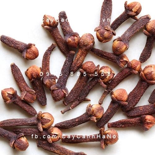 Cây đinh hương Cây đinh hương