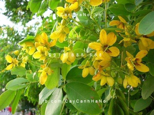 Cây điệp vàng Cây điệp vàng