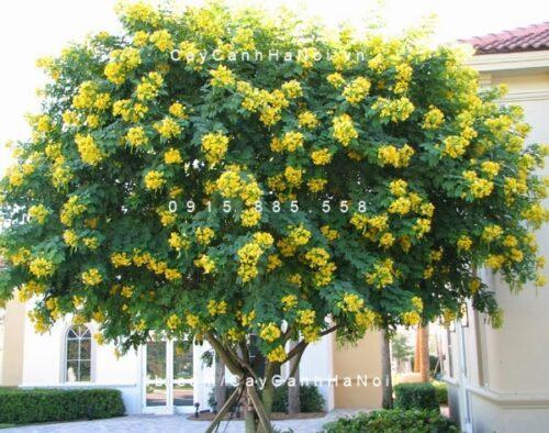 Cây điệp vàng Cây điệp vàng
