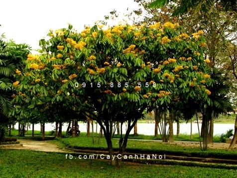 Cây điệp vàng Cây điệp vàng