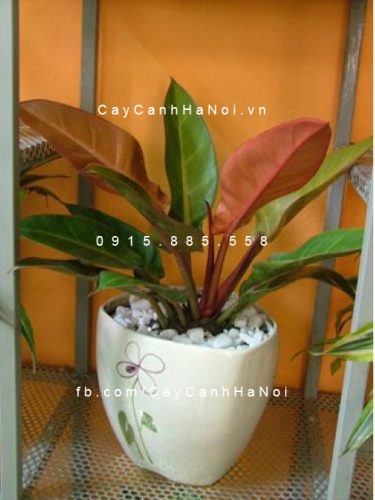 Cây đại đế để bàn Cây đại đế để bàn