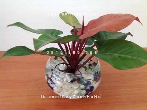 Cây đại đế để bàn Cây đại đế để bàn