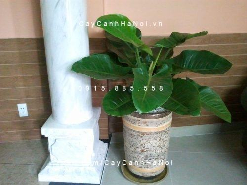 Cây đại đế để bàn Cây đại đế để bàn