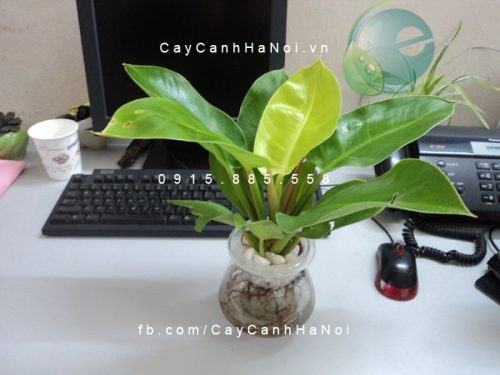 Cây đại đế để bàn Cây đại đế để bàn
