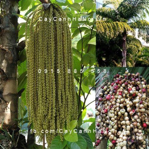 Cây đủng đỉnh Cây đủng đỉnh 1