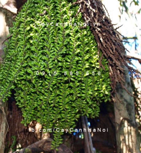 Cây đủng đỉnh Cây đủng đỉnh