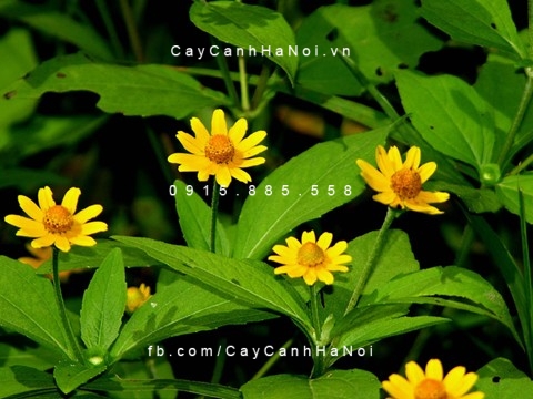 Cúc mặt trời 3
