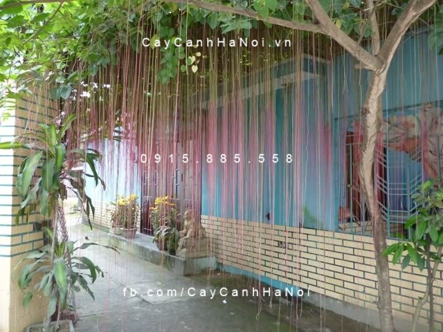 Cây liêm hồ đằng, dây tơ hồng ghi dấu ấn ở bộ rễ Day-liem-ho-dang-day-to-hong-thai-4