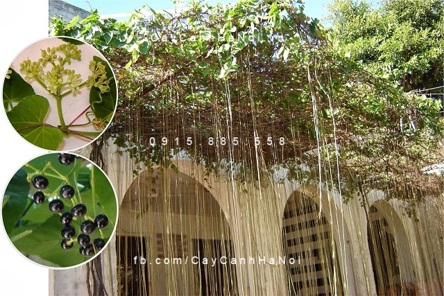 Cây tơ hồng có thể sống trong nhiều môi trường Day-liem-ho-dang-day-to-hong-thai-5