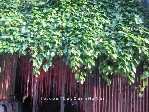 Dây liêm hồ đằng Dây liêm hồ đằng
