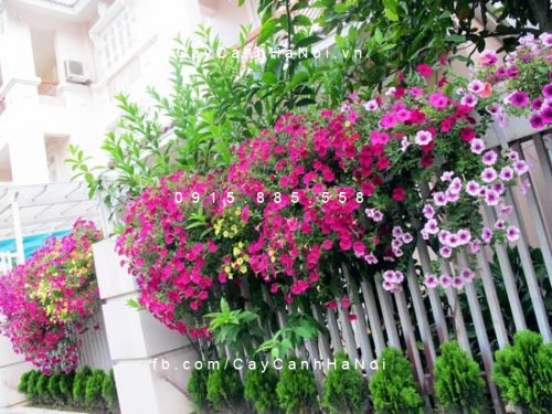 Hoa mai địa thảo Hoa mai địa thảo