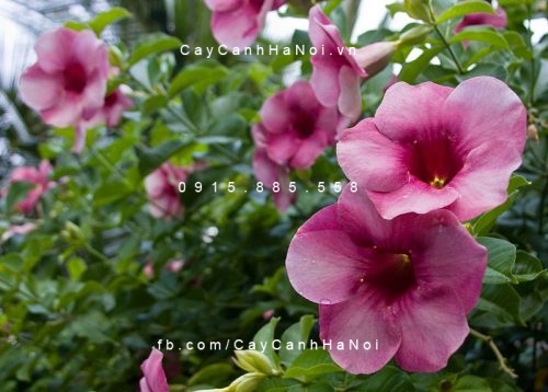 Hoa hồng anh Hoa hồng anh