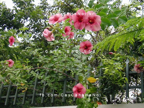 Hoa hồng anh Hoa hồng anh